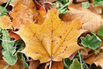 autumn maple leaves on the grass