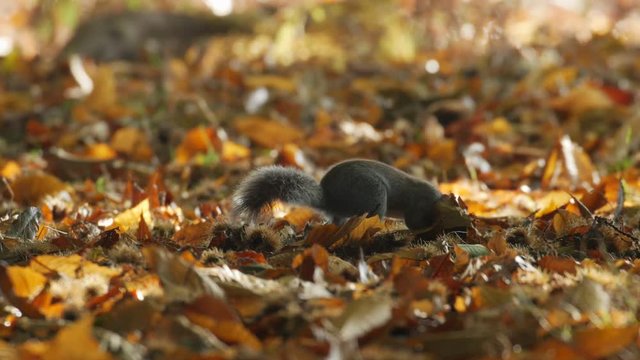 Grey or Gray Squirrel (Sciurus carolinensis) foraging in a Sweet Chestnut woodland in autumn or fall