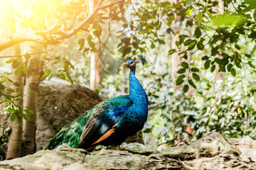 Obraz premium Beautiful male peacock close-up portrait. Horizontal in morning