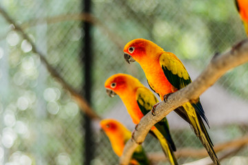 Beautiful colorful parrot, Sun Conure (Aratinga solstitialis), s