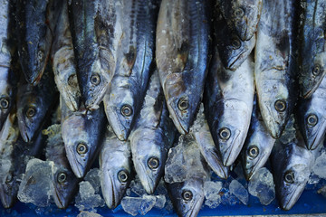 Obraz premium Fishes 