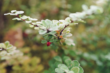 barberry bush covered with morning frost