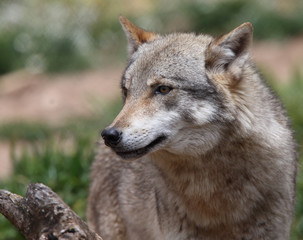 A captive Eurasian Wolf (Canis lupus), Spain.