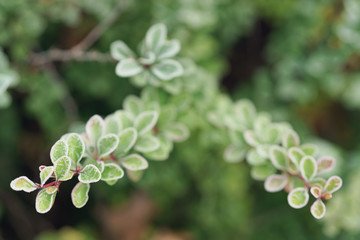 barberry bush covered with morning frost