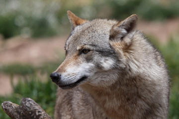 A captive Eurasian Wolf (Canis lupus), Spain.