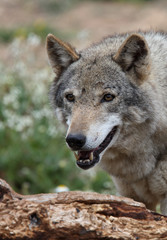 A captive Eurasian Wolf (Canis lupus), Spain.