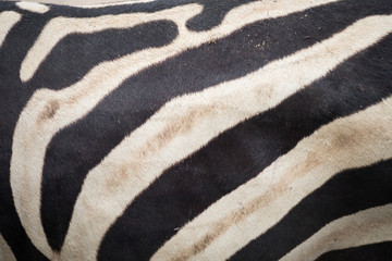 Zebra skin texture