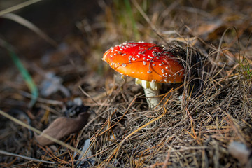 Amanita mushroom, side view
