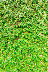 green plant wall Background of a Garden