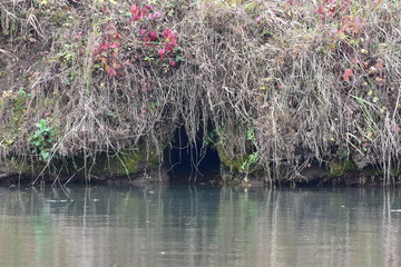 hole of eurasian beaver