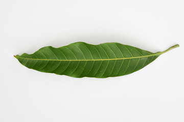 Obraz premium Mango leaf isolated with white background