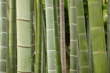 Background Japanese Bamboo trees in horizontal frame