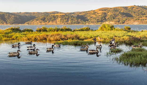 Ducks in the Strait