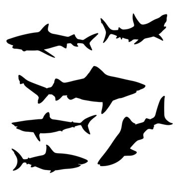 vector silhouette of the sharks. Clipart illustration 