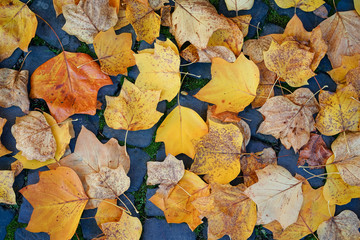 Herbstlich bunte Ahornblätter auf blauen Pflastersteinen