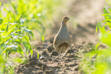 agricultural field