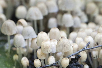 Mushrooms (Coprinus disseminatus) on a stump