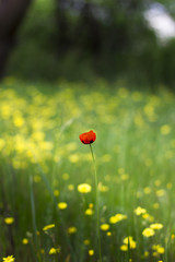 the lone poppy