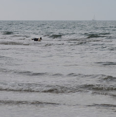 Fototapeta premium Chien jouant dans la mer
