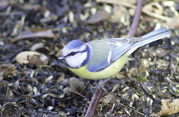 Blue tit on a branch. Cyanistes caeruleus. 