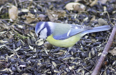 Blue tit on a branch. Cyanistes caeruleus. 