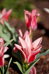 Pink Tulip - 125918049