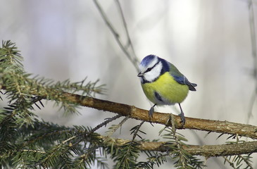 Blue tit on a branch. Cyanistes caeruleus. 