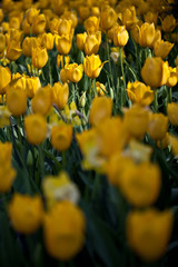 Field of Tulips - 125918079