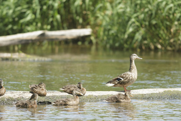 Fototapeta premium birds
