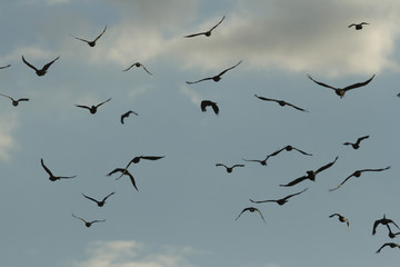birds