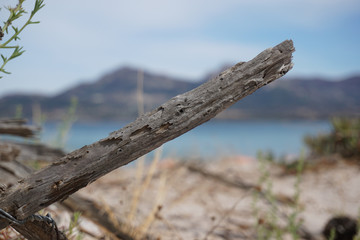 Pice of wood at the beach