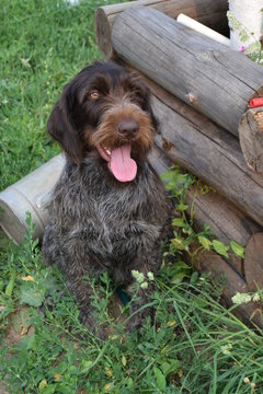 Drathaar in the garden