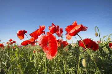 Obraz premium flowers