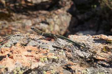 Lizard on a rock