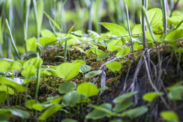 beautiful view spring green grass