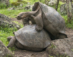 Mating Galapagos Tortoise