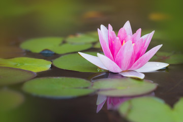 Pond with pink water lily