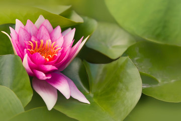 Obraz premium Pink water lily in pond