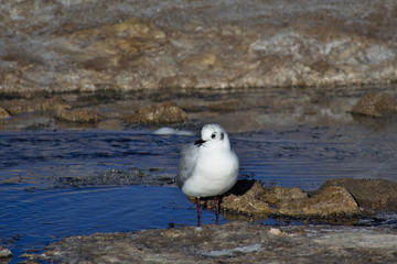 Andean gull (Chroicocephalus serranus) feeding in a stream of hot water.