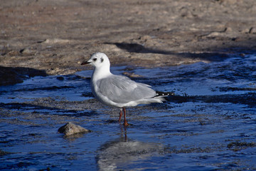Andean gull (Chroicocephalus serranus) feeding in a stream of hot water.