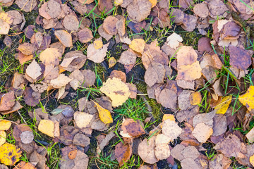 Autumn birch leaves background