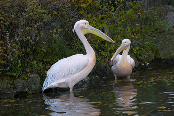Rosa Pelikane beim d&ouml;sen
