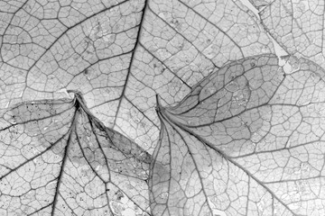 Overlapping leaves texture