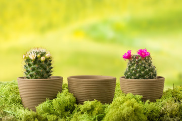 Empty pot and cactus plants