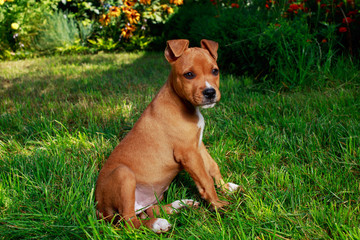 puppy breed American Staffordshire Terrier