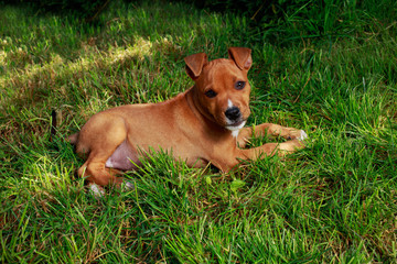 Naklejka na ściany i meble puppy breed American Staffordshire Terrier
