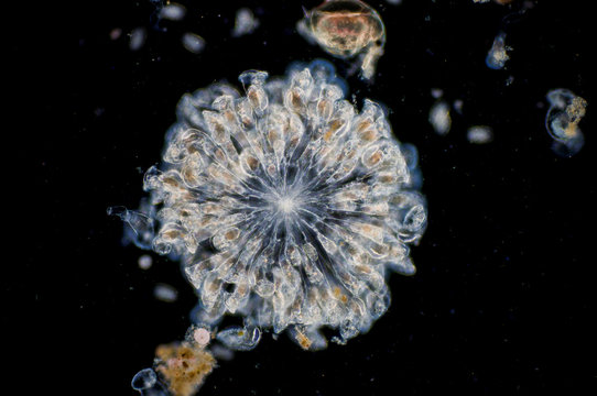 The rotifer