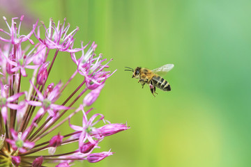 small striped bee flies to the flower purple ornamental onion