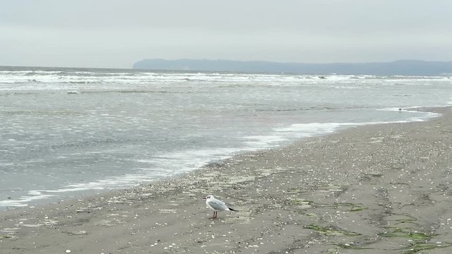 black-headed gull (Chroicocephalus ridibundus)  on the beach of Prora on Rugen island (Germany).
