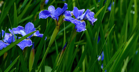 lavish flower summer bloom